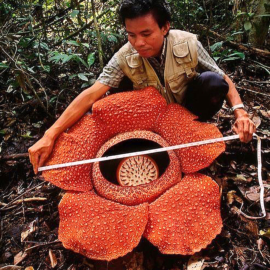 rafflesia-tanah-rata