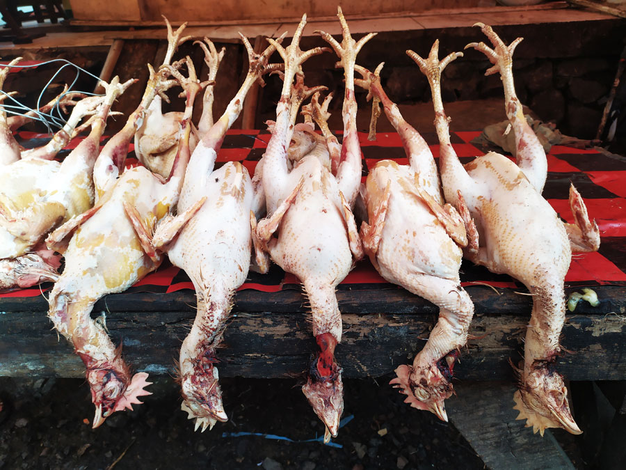 mercado-tomohon-animales-salvajes